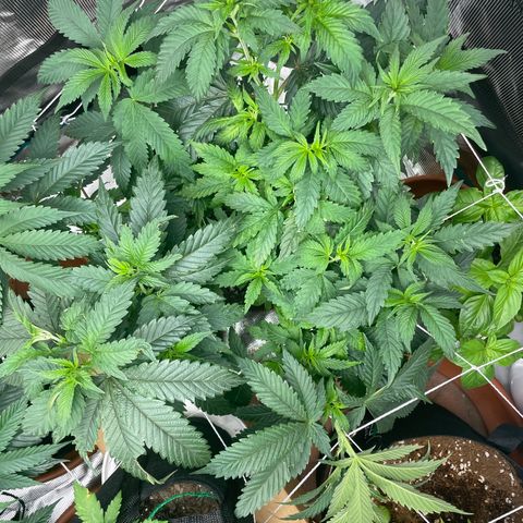 Bub that Pretty MF growlog timeline photo