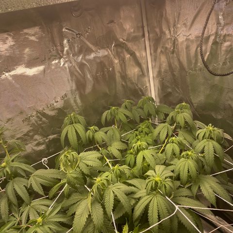 Bub that Pretty MF growlog timeline photo