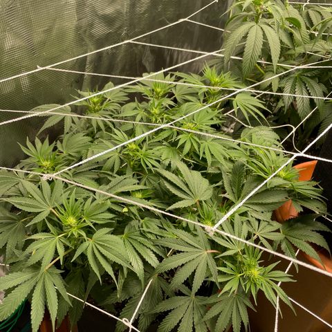Blueberry Hill growlog timeline photo