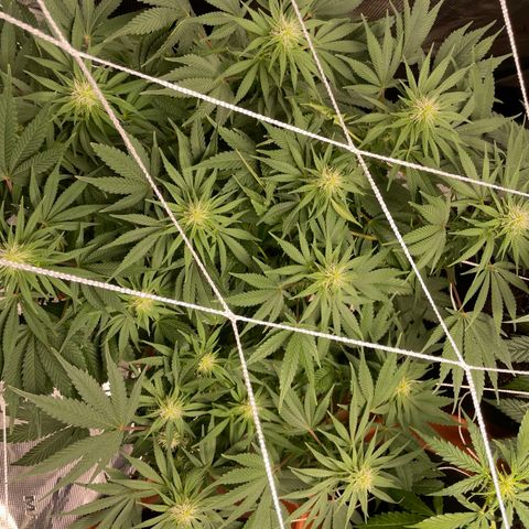 Blueberry Hill growlog timeline photo