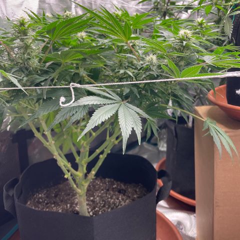 Blueberry Hill growlog timeline photo