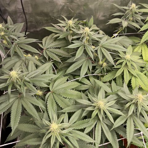 Woody growlog timeline photo