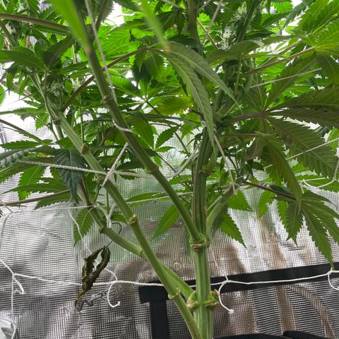 Woody growlog timeline photo