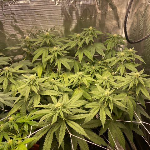 Bub that Pretty MF growlog timeline photo