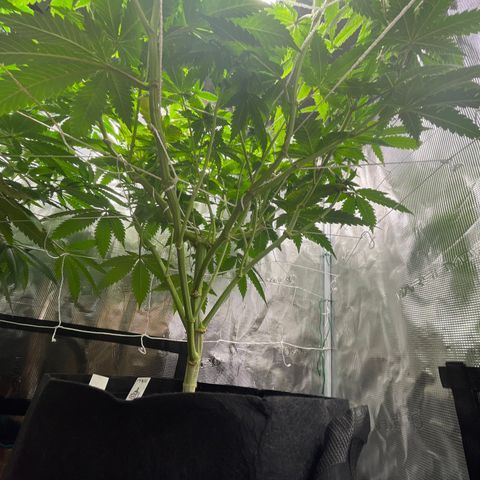 Bub that Pretty MF growlog timeline photo