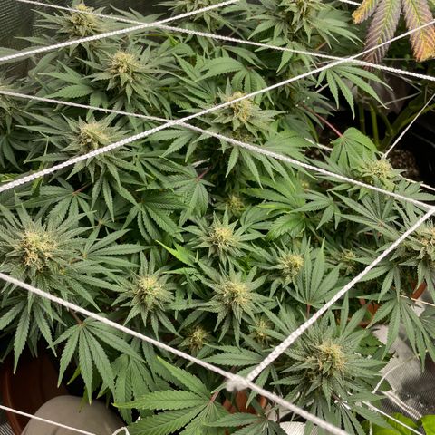 Blueberry Hill growlog timeline photo