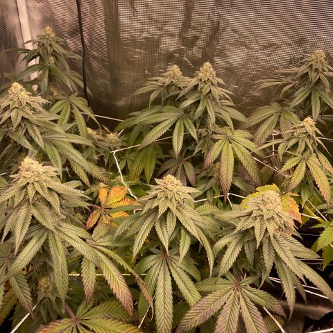 Woody growlog timeline photo