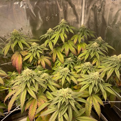 Bub that Pretty MF growlog timeline photo