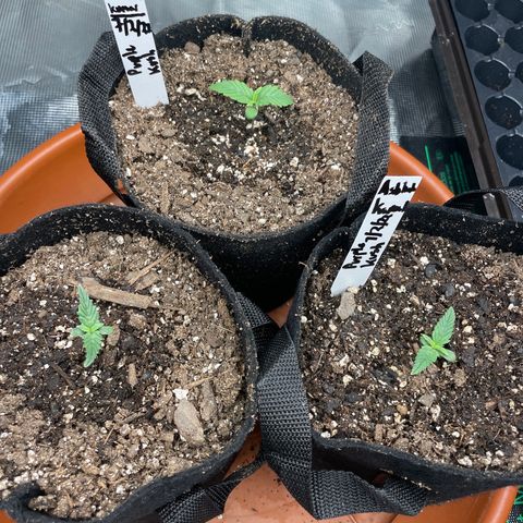 Bub that Pretty MF growlog timeline photo