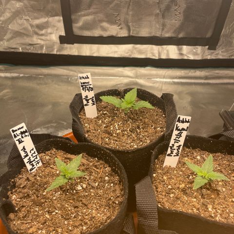 Bub that Pretty MF growlog timeline photo