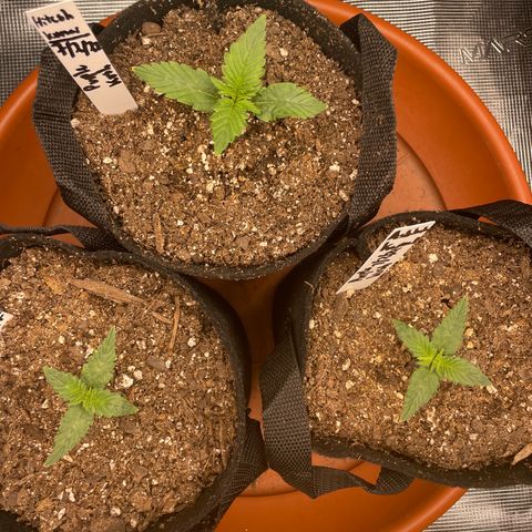 Bub that Pretty MF growlog timeline photo