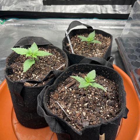 Bub that Pretty MF growlog timeline photo