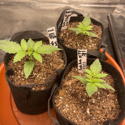 Bub that Pretty MF growlog timeline photo