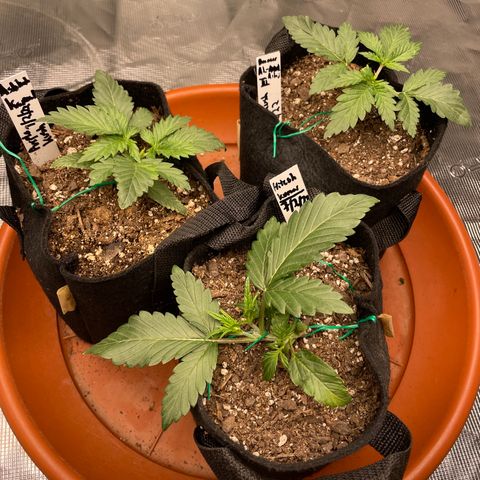 Bub that Pretty MF growlog timeline photo