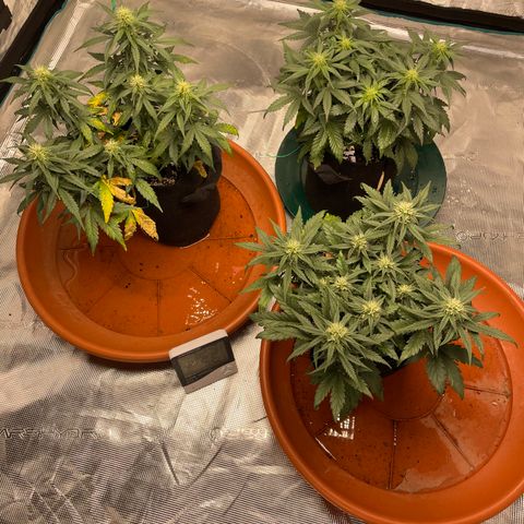 Bub that Pretty MF growlog timeline photo