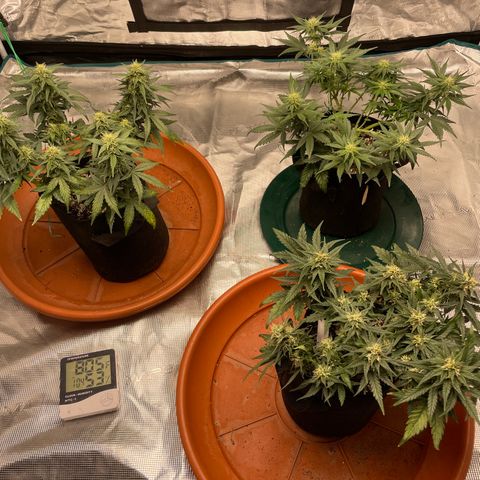 Bub that Pretty MF growlog timeline photo