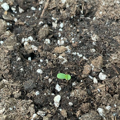 Foto 3 del growlog de Highdrun
