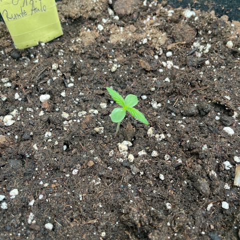 Highdrun growlog timeline photo