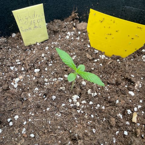 Highdrun growlog timeline photo