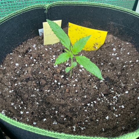 Highdrun growlog timeline photo