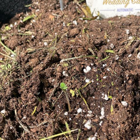 Foto 3 del growlog de Weedrich Merz