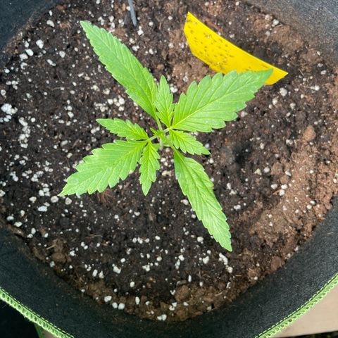 Highdrun growlog timeline photo