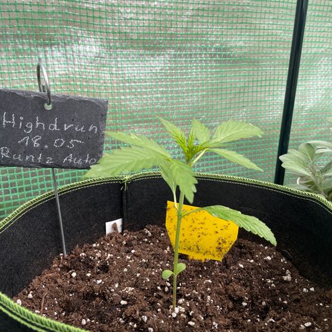 Highdrun growlog timeline photo