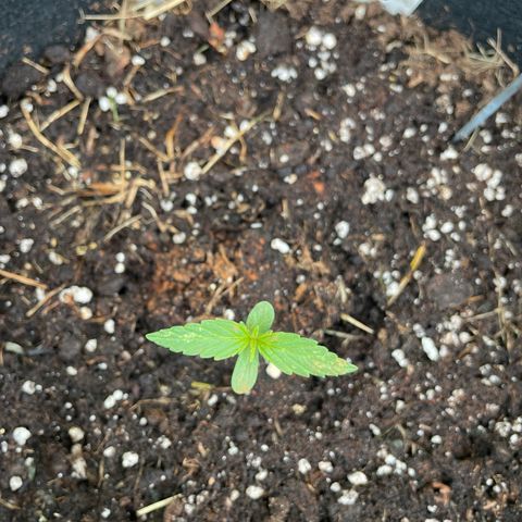 Weedrich Merz growlog timeline photo
