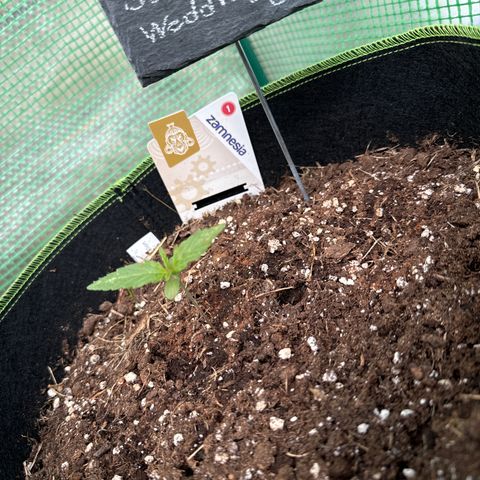 Weedrich Merz growlog timeline photo