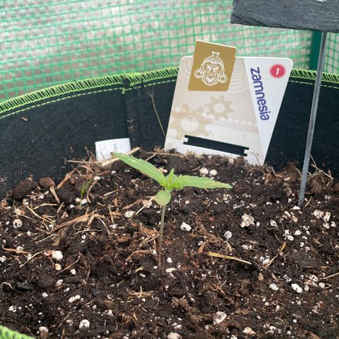 Weedrich Merz growlog timeline photo