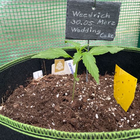 Weedrich Merz growlog timeline photo