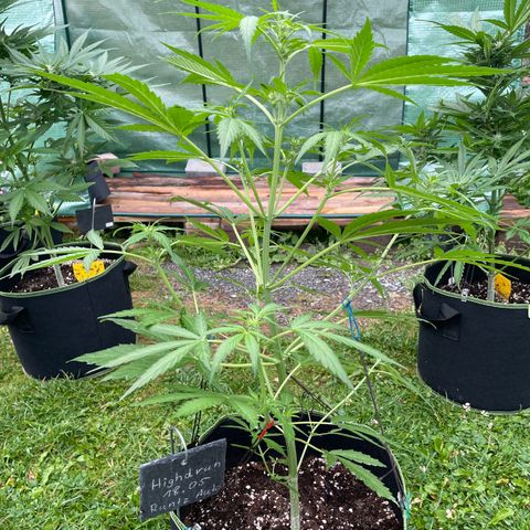 Highdrun growlog timeline photo