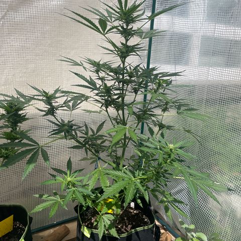 Highdrun growlog timeline photo