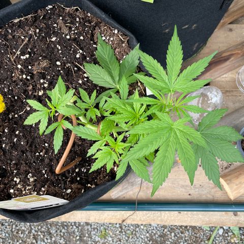 Weedrich Merz growlog timeline photo