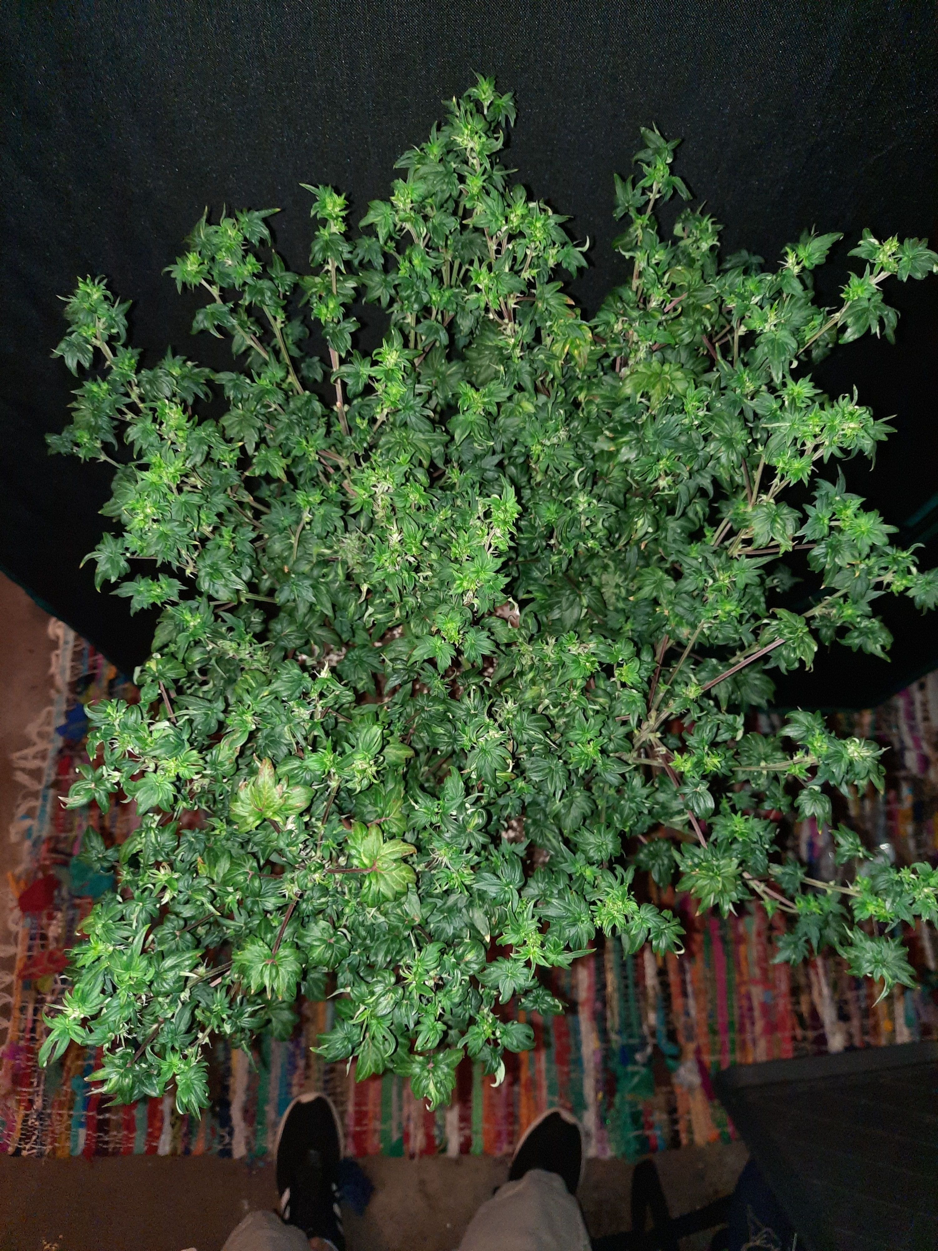 Australian Bastard Female  growlog header