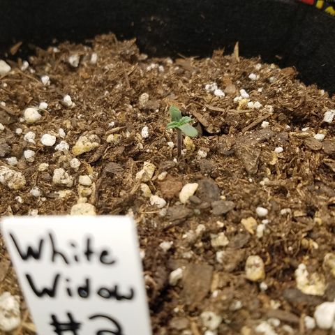 White Widow #2 growlog photo