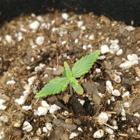White Widow #2 growlog photo