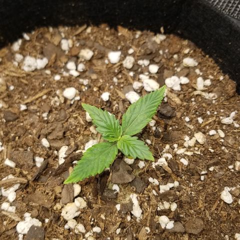 White Widow #2 growlog photo