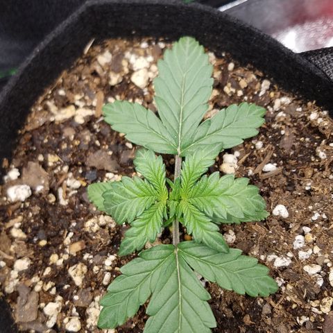 White Widow #2 growlog photo