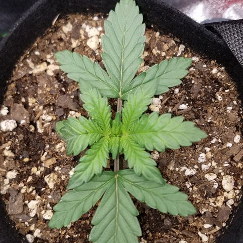 White Widow #2 growlog photo