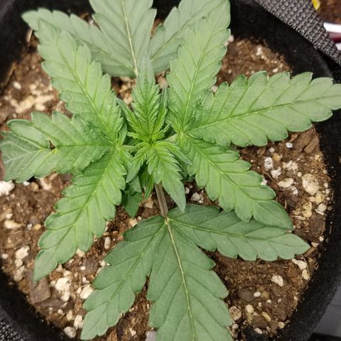 White Widow #2 growlog timeline photo