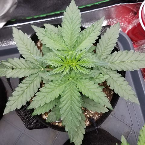 White Widow #2 growlog timeline photo