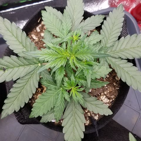 White Widow #2 growlog timeline photo
