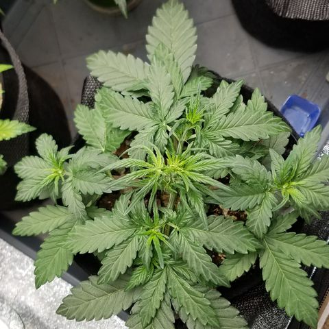 White Widow #2 growlog timeline photo