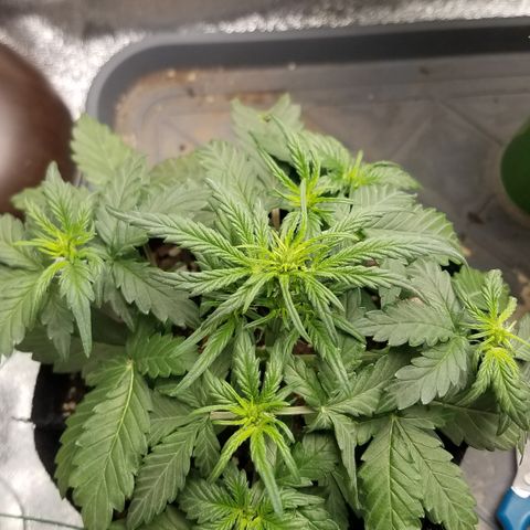 White Widow #2 growlog timeline photo