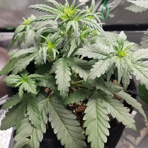 White Widow #2 growlog timeline photo