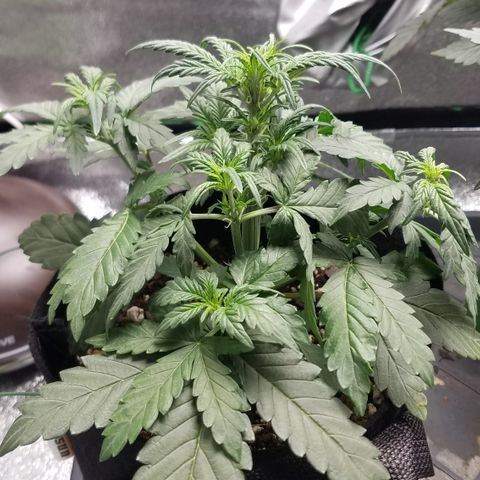White Widow #2 growlog timeline photo
