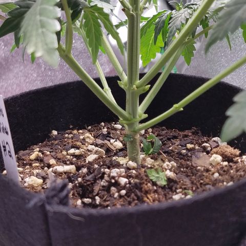 White Widow #2 growlog timeline photo