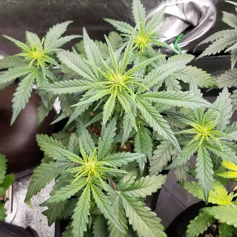 White Widow #2 growlog timeline photo