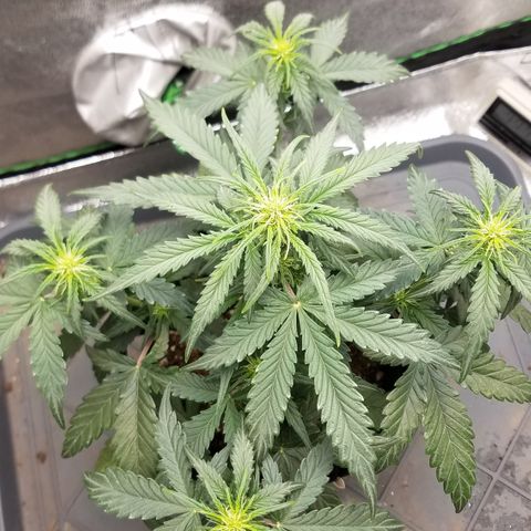 White Widow #2 growlog timeline photo
